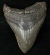 Bargain Megalodon Tooth - South Carolina #16565-1
